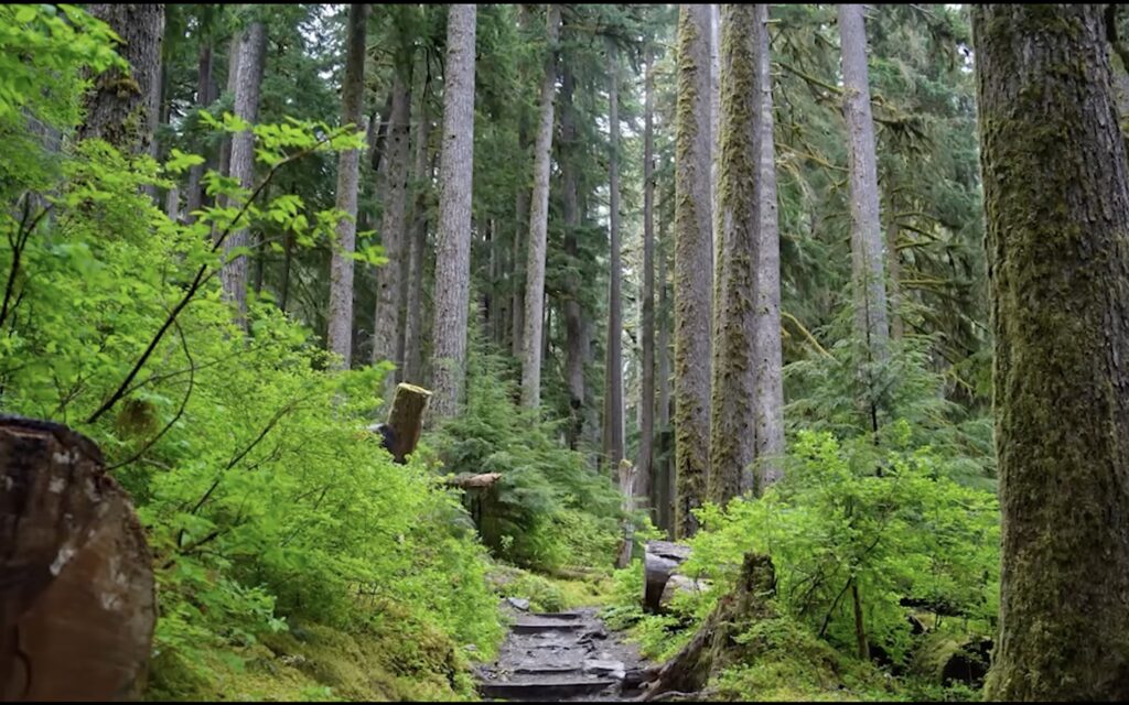 national-park-olympia-wa-1