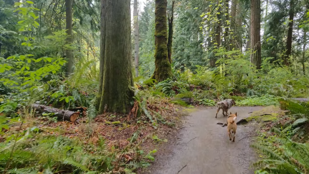 Hidden Gems of Olympia, WA: Insider Tips for Off-the-Beaten-Path Adventures